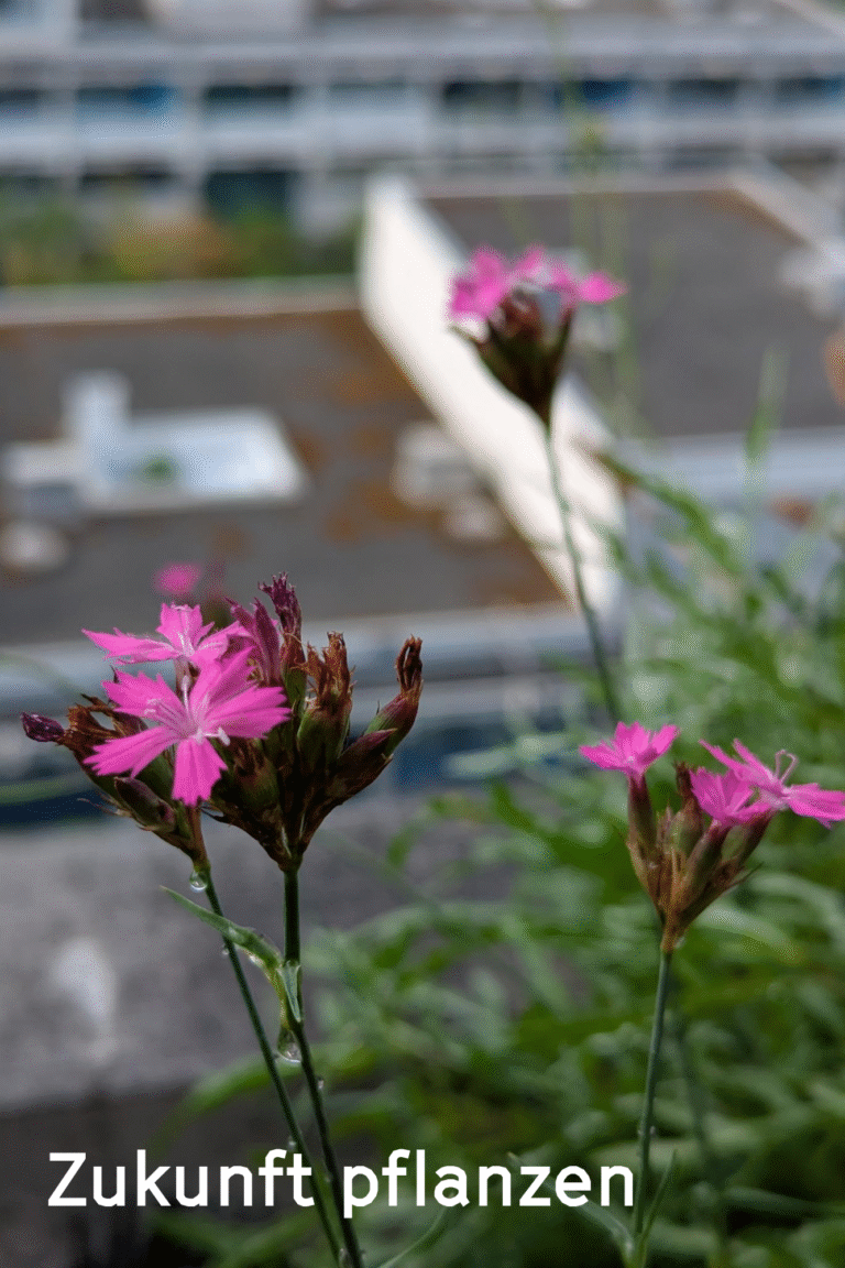 Bilder Homepage Was wir machen_Zukunft pflanzen